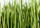 Unleashing the Power of Wheatgrass Powder: Detox Naturally, Boost Energy, and Feel Alive