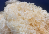 Tremella mushroom benefits, Tremella hyaluronic acid, Tremella mushroom for skin, Tremella mushroom collagen support, Tremella mushroom hydration, Tremella mushroom anti-aging, Tremella mushroom immune support