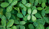 moringa benefits, moringa superfood, why we love moringa, moringa powder for energy, hormone balance superfoods, daily greens with moringa, miracle tree moringa, eatsuperplants moringa