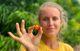 acerola vitamin c, natural vitamin c source, beauty berry blend, acerola cherry benefits, superfoods for glowing skin, plant-based vitamin c, eatsuperplants superfoods, organic acerola powder, antioxidant superfood blend