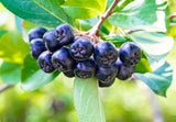 Aronia black chokeberry cluster on branch, Beauty Berries powder deep purple, Aronia berries close up, Antioxidant berry comparison chart, Beauty Berries smoothie