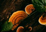 Reishi mushroom growing on tree bark in forest, Happy Cacao jar with reishi mushroom, Woman holding warm cacao latte in morning light, Reishi mushroom extract close up